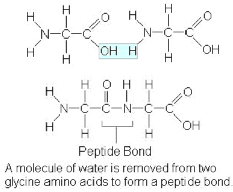 Peptide bonds.png